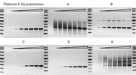 Invitrogen Platinum Ii Taq Hot Start Dna Polimeraz Enzimi Pcr Kiti