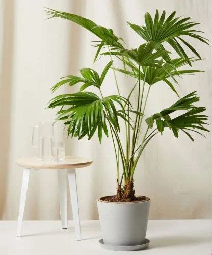 Indoor Palm Tree