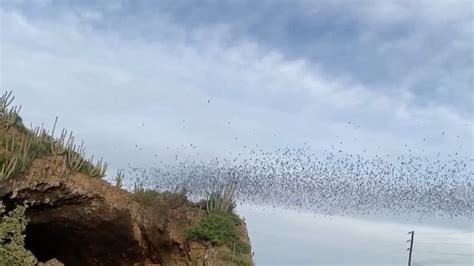 Thousands of bats emerge from their desert cave