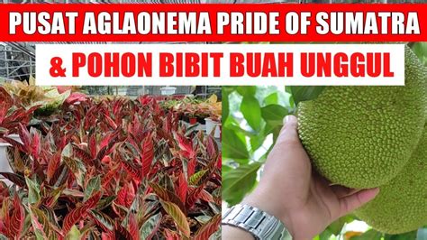 Pusat Aglonema Pride Of Sumatra Harga Terjangkau Dan Pohon Bibit Buah