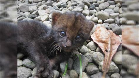 The Art Of Camouflage The Jaguarundi Youtube