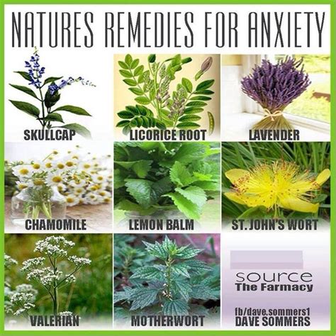 Plants To Help Rid Of Anxiety Trusper