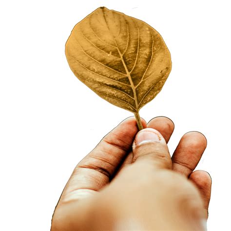 Icon Finger Hand Hold Leaf Png