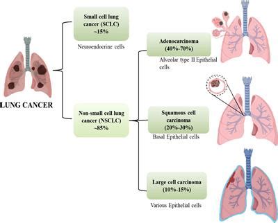 Frontiers Immunoregulatory Framework And The Role Of MiRNA In The