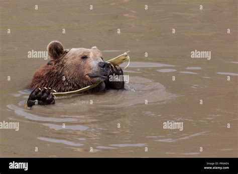 A Funny Brown Bear Playing With And Old Yellow Firehose While Sitting