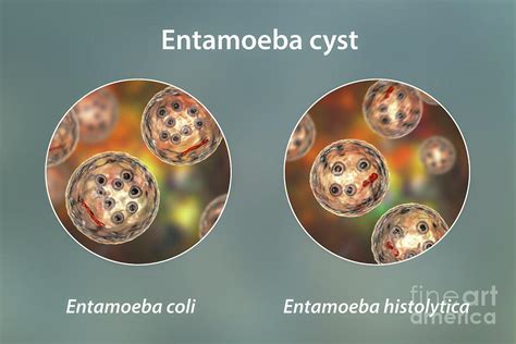 Cysts Of Entamoeba Protozoans Photograph By Kateryna Konscience Photo Library Fine Art America