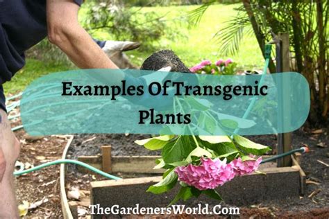 A List Of Transgenic Plants | Genetically Modifying Plants Is A Good ...