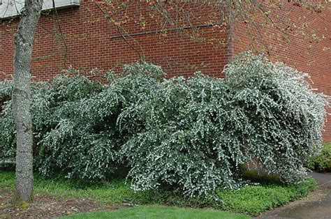 Osmanthus delavayi | Landscape Plants | Oregon State University