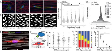 Extracellular matrix alignment dictates the organization of focal ... 