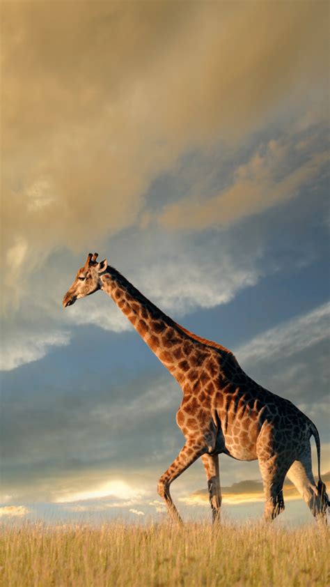 2160x3840 4k Giraffe Sony Xperia X,XZ,Z5 Premium ,HD 4k Wallpapers ...