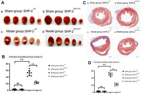 Myeloid Specific Knockout Of Shp Regulates Pi K Plc Signaling Pathway