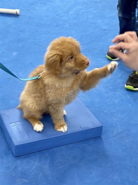 Understanding Puppy Body Language