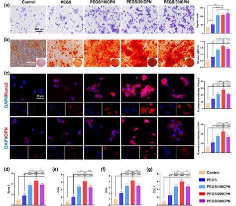 In Vitro Pro Osteogenic Effects Of The Pegs Icpn Hydrogels A Bmscs