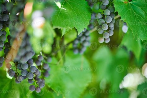 Reihe Von Roten Trauben Auf Dem Weinberg Tafelrote Traube Mit Gr Nen