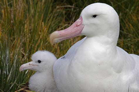 Saving the best for last: Wandering albatrosses' last push for ...