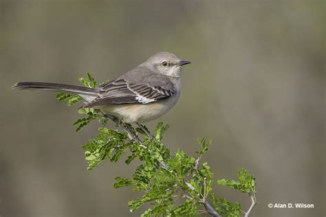 Mockingbird Symbolism Revealed – What Do These Birds Mean?