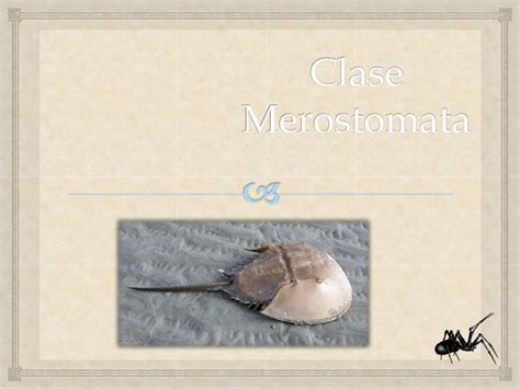 Ppt Filo Chelicerata Powerpoint Presentation Free Download Id5284182