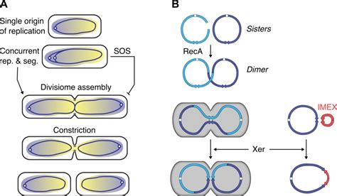 Page Equipe Barre Institute For Integrative Biology Of The Cell