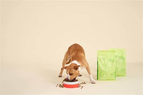 A Complete Guide on Puppy Food vs. Adult Dog Food | Scratch