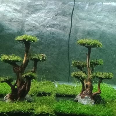 Jual Hiasan Aquarium Aquascape Pohon Bonsai Model Jamur Mini Shopee