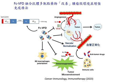 站上免疫治療浪尖！國衛院李岳倫研究員團隊開發融合抗體藥物改變腫瘤微環境盼增強癌症免疫治療｜國家新創獎