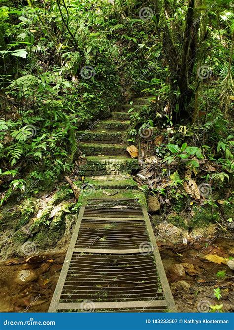 Ancient Moss Covered Pathway Stock Image - Image of pathway, moss