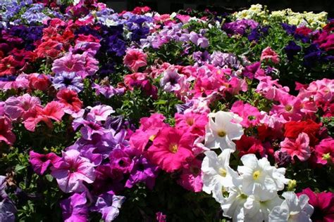 Картинки петуньи (42 фото)