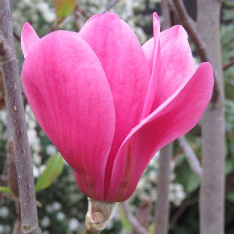 Magnolie - violettpurpur - Magnolia 'Purple Sensation' - rosa