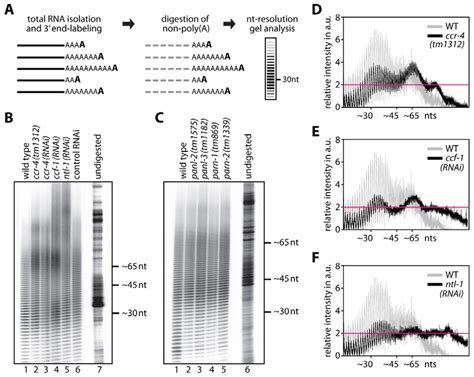 Bulk Poly A Tail Length Measurements Of Total Rna A Scheme Of The