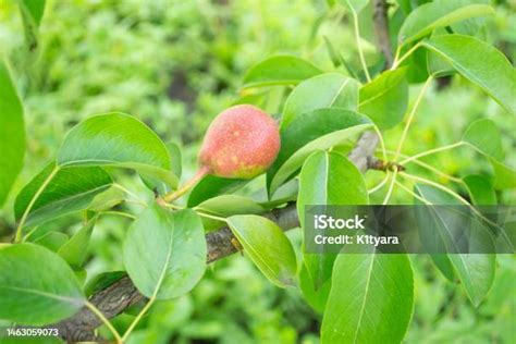 Pir Di Pohon Pir Tumbuh Di Antara Daun Hijau Pohon Adalah Pir Merah