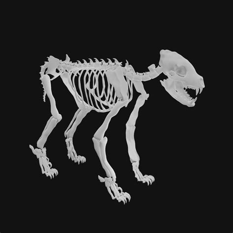 Hyena Skeleton Model Turbosquid 1991000