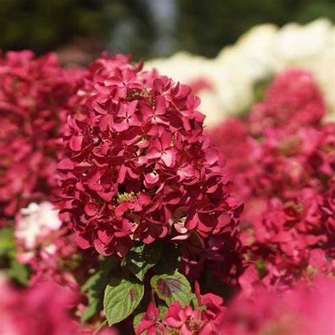 Rispenhortensie Diamant Rouge Hydrangea Paniculata