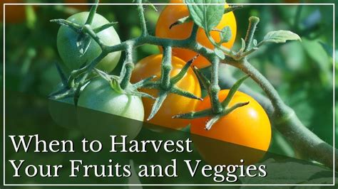 Knowing When To Harvest Your Garden Fruits And Vegetables Youtube