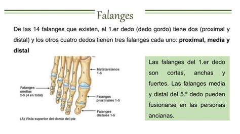 Huesos Del Pie Anatomia Pptx