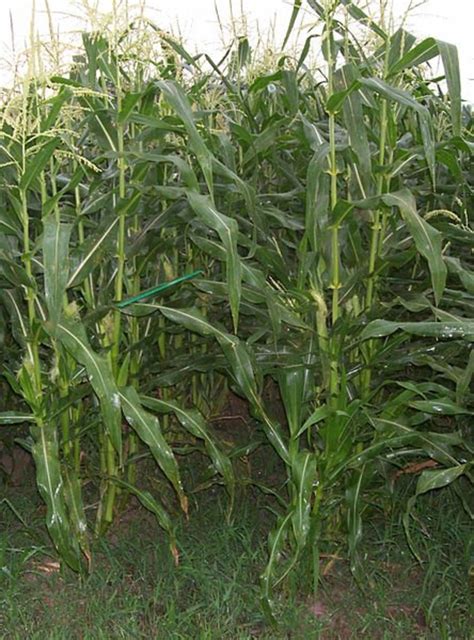 101 Gardening Secrets the Experts Never Tell You - Dengarden