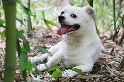 Chinese Rural Dog Picture And HD Photos | Free Download On Lovepik