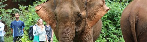 Elephant Valley Project (EVP) - Elephant Sanctuary, Mondulkiri Cambodia