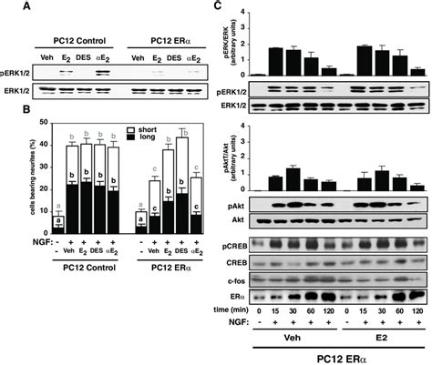 Stimulation Of Ngf Induced Neurite Outgrowth By Liganded Er Does Not