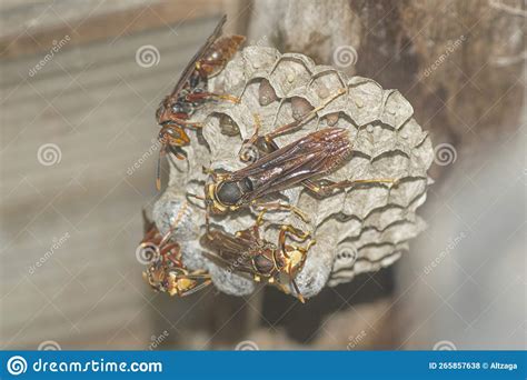 Paperwasp Nest Hanging from the Ceiling Stock Photo - Image of ceiling ...