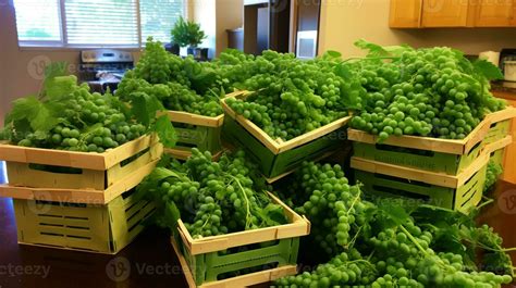 Freshly picked Moringa fruit from garden placed in the boxes. Generative AI 34248213 Stock Photo ...