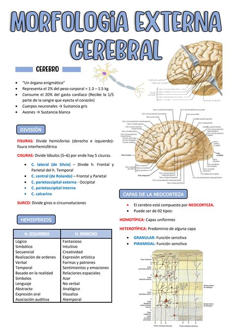 SOLUTION Morfologia Cerebral Externa Studypool