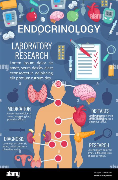 Endocrinology Medicine Poster Of Human Endocrine System Anatomy Diagram