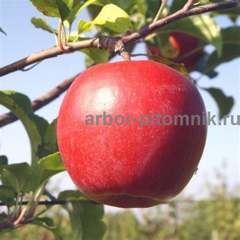 Саженцы яблони Лигол купить в Москве и Подмосковье недорого из питомника