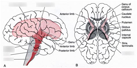 Neuroanatomy Exam Diagrams Diagram Quizlet