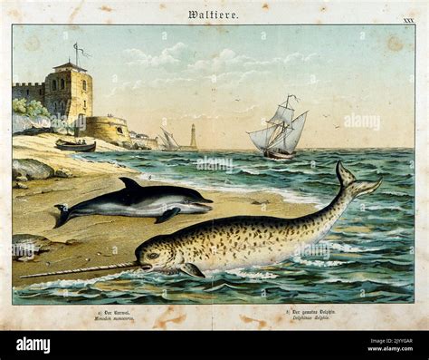 Coloured Illustration depicting beached whales Stock Photo - Alamy