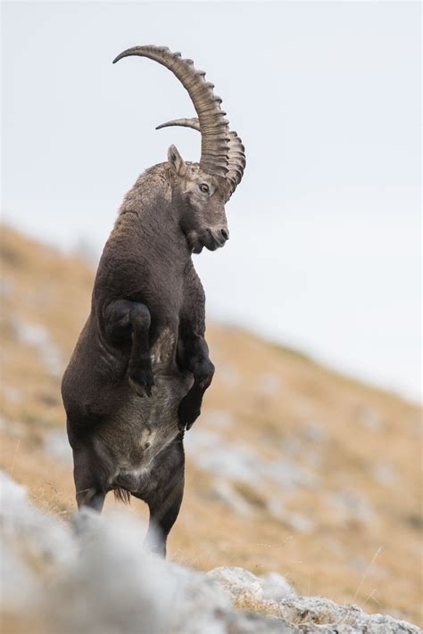 Majestic Alpine Ibex with Impressive Horns