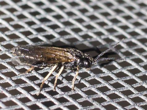 Brown Winged Insect Bugguidenet