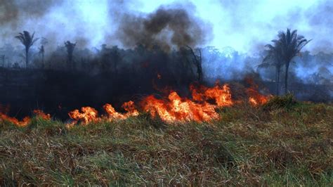 Focos De Queimadas Na Amaz Nia Cresceram Em Meio Ambiente Ig