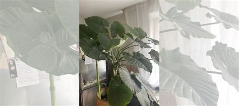 Гигантская алоказия (крупнокорневищная) купить в Санкт-Петербурге ...