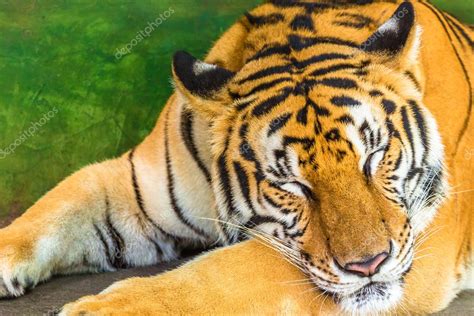 Big tiger sleeping — Stock Photo © bennymarty #100839982